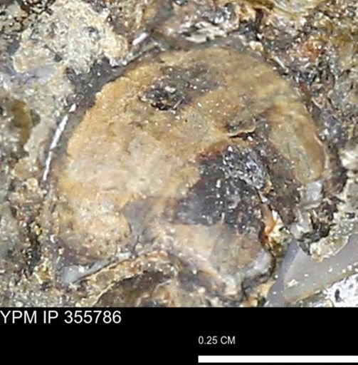 undet. Scaphitidae