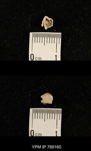undet. Brachiopoda