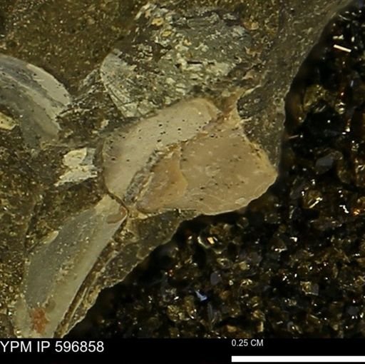 undet. Bivalvia