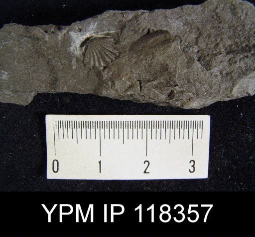 Camarotoechia nucula planosugosa