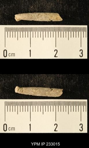 Archaeocidaris sp.