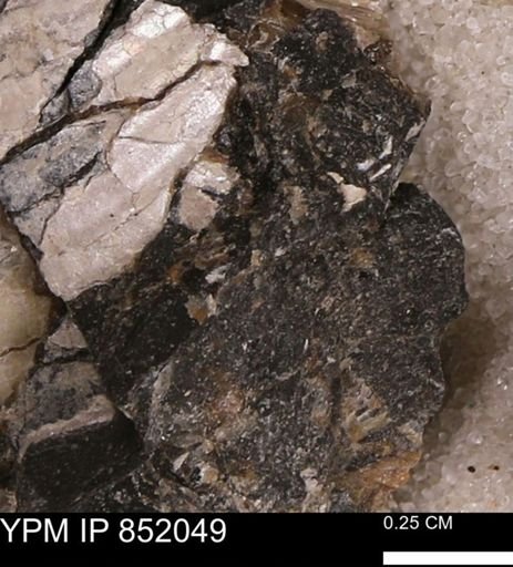 undet. Bivalvia