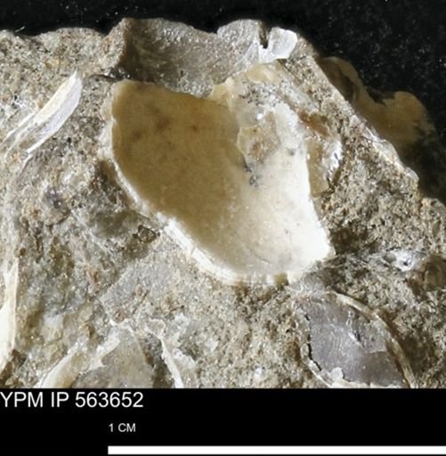 undet. Bivalvia