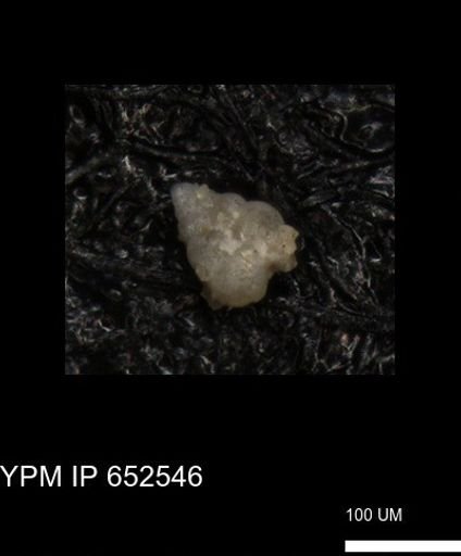 undet. Foraminiferida