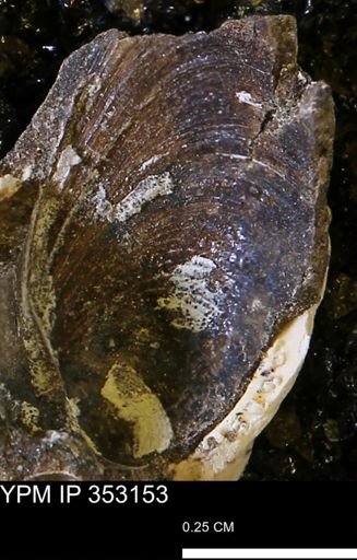 Limopsis striatopunctatus