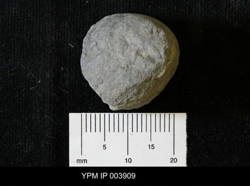 Billingsites newberryi