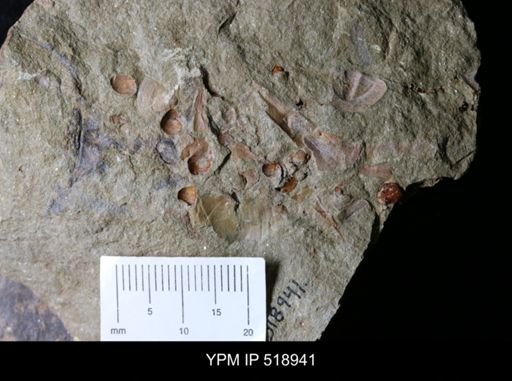 undet. Hyolithida