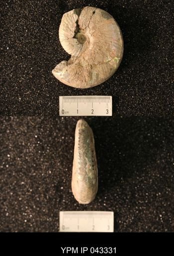 Hoploscaphites nicolletii