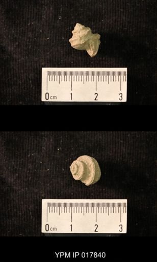Worthenia munsteri