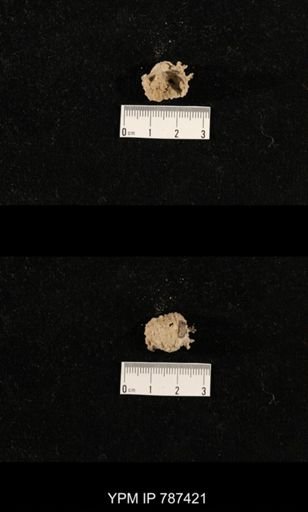 undet. Brachiopoda
