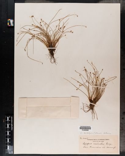 Scirpus