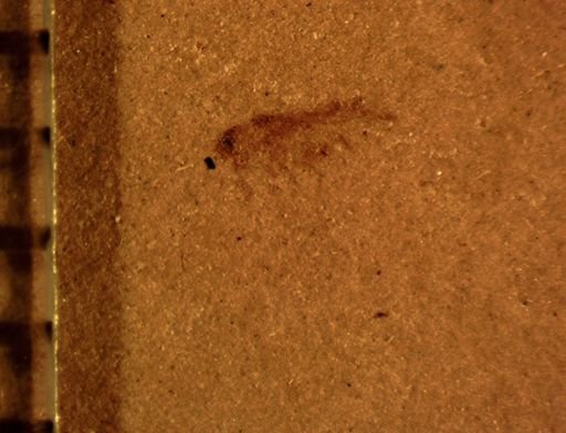 Aphididae?
