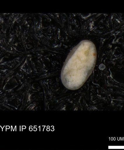 undet. Ostracoda