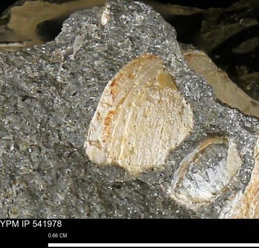 Protocardia?