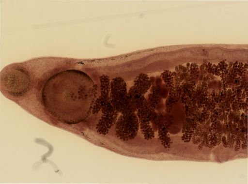Gorgodera cygnoides