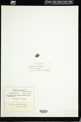 Rivularia nitida