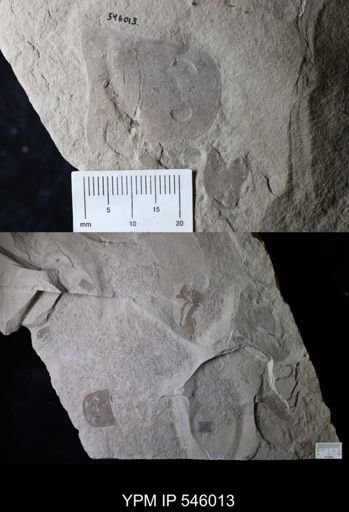 Eurypterus