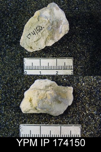 undet. Brachiopoda