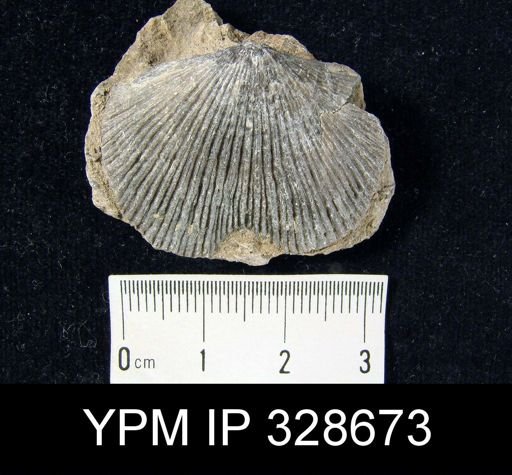 undet. Plectorthidae