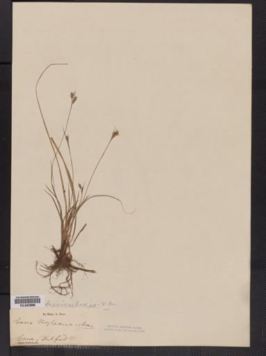 Carex
