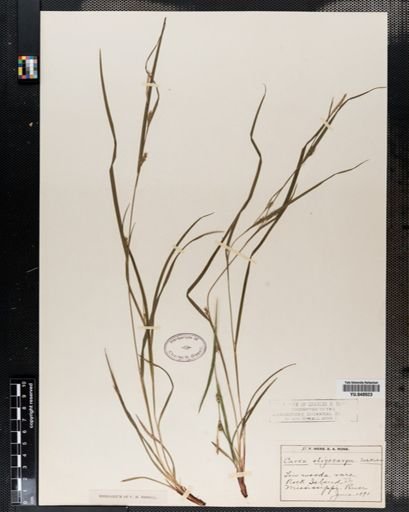 Carex oligocarpa