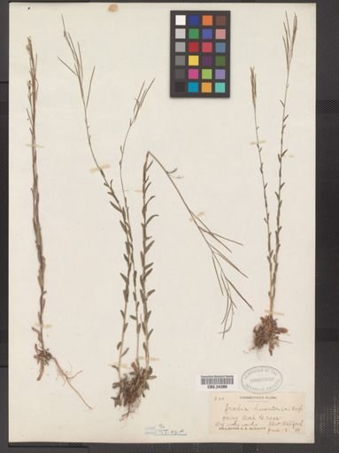 Arabis hirsuta pycnocarpa