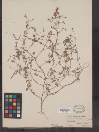 Euphorbia vermiculata