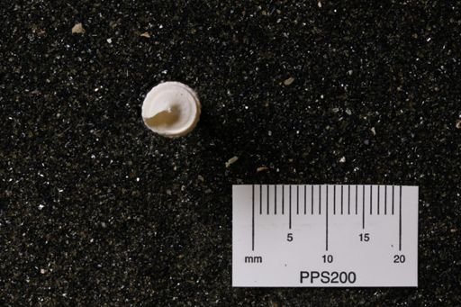 Turritella apicalis