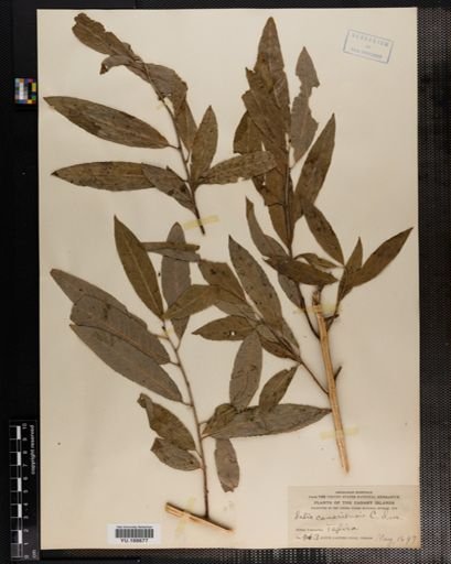 Plantae