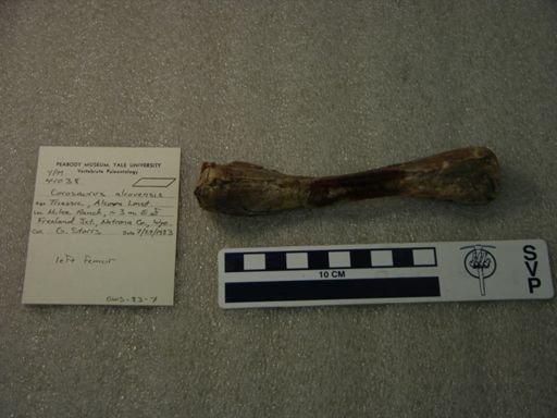 Corosaurus alcovensis