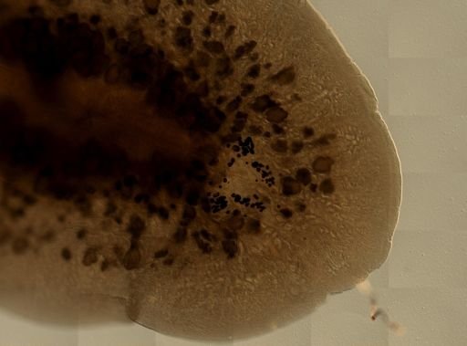 Pleioplana atomata