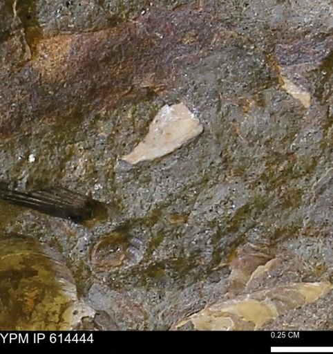 Mollusca