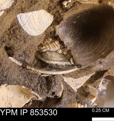 Parallelodon sp.