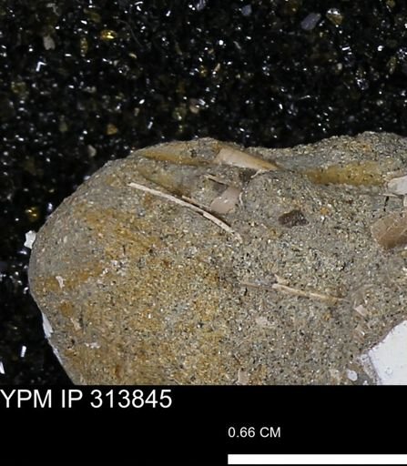 undet. Scaphopoda