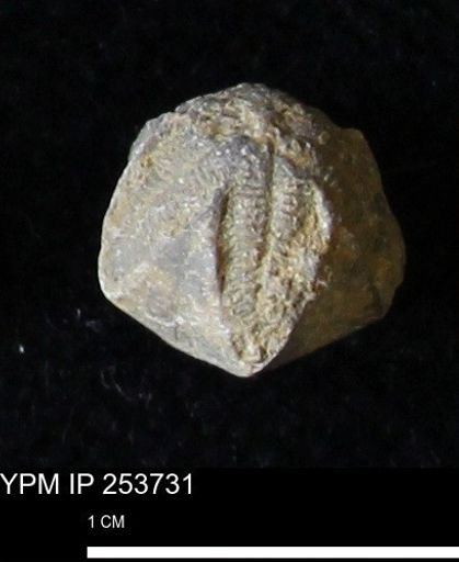 Pentremites sp.