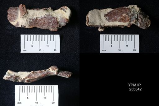 Pacifastacus chenoderma