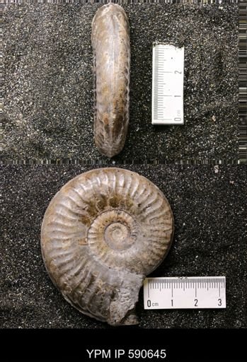 Grammoceras thouarsense