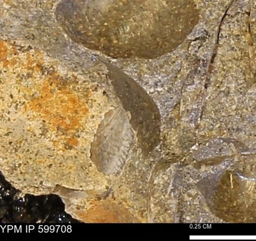 Protocardia subquadrata