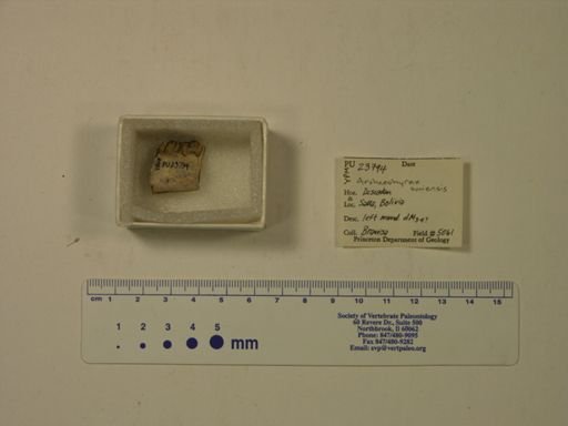 Archaeohyrax suniensis