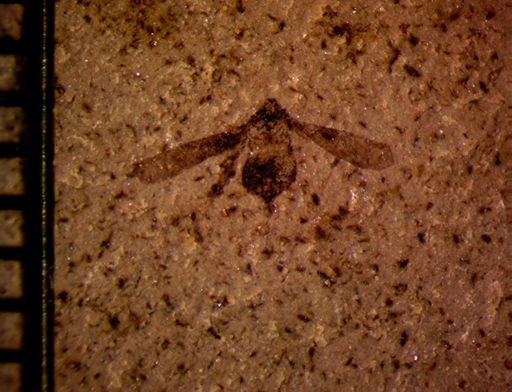undet. Hemiptera