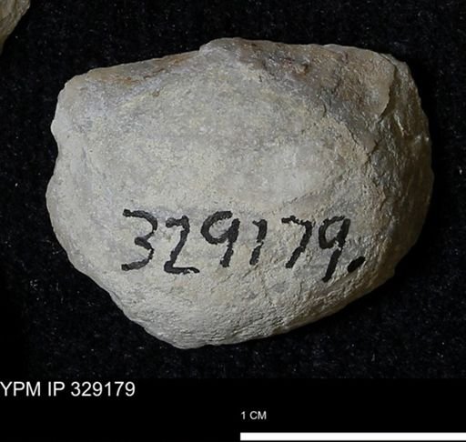 Pholidostrophia iowaensis