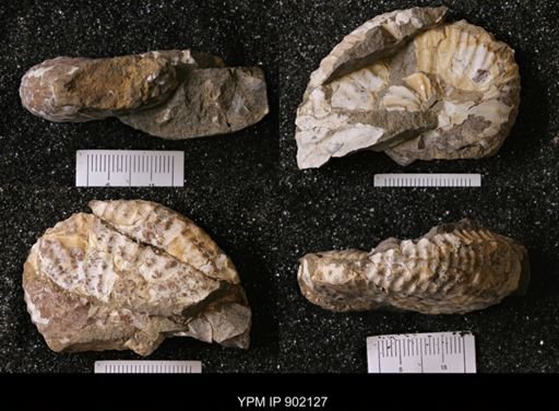 undet. Inoceramidae