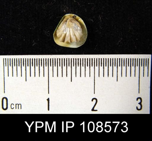 Camarotoechia bialveata