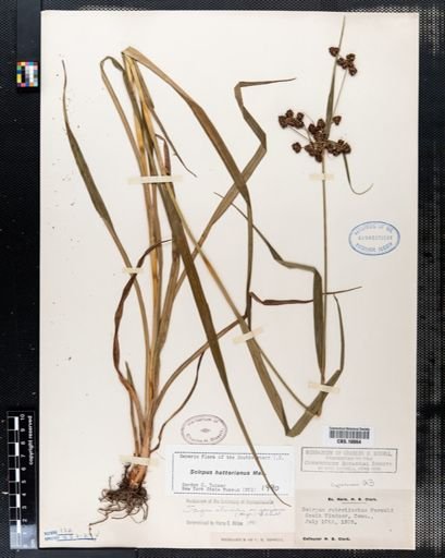 Scirpus hattorianus