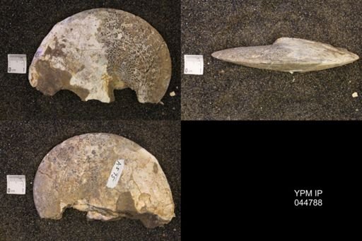 Sphenodiscus lenticularis