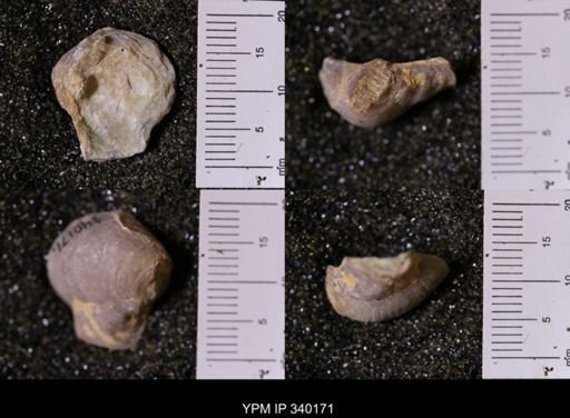 Gryphaea sp.