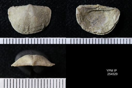 Chonetes sp.