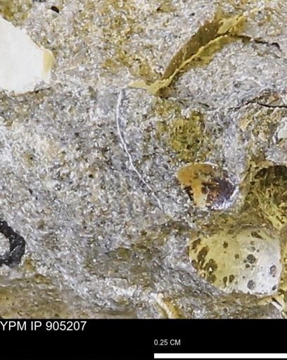 undet. Mollusca