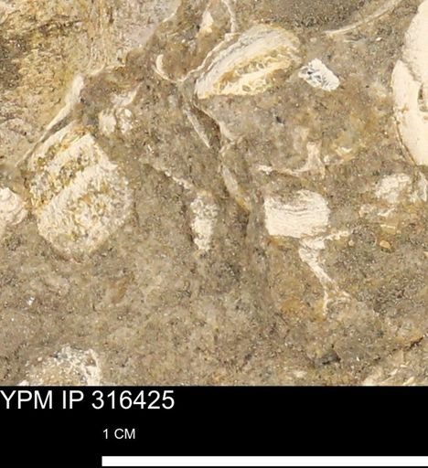 undet. Mollusca
