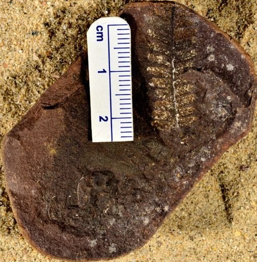 Pecopteris sp.